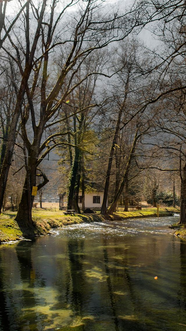 1290x2796 a river running through a forest filled with trees - woods iPhone Wallpaper