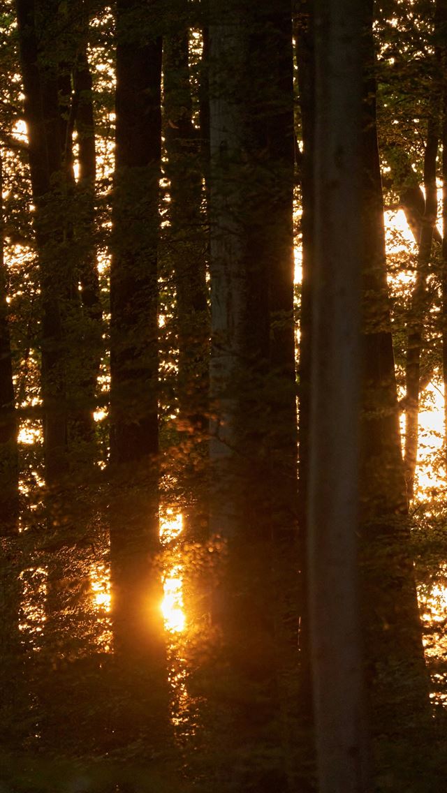 1290x2796 the sun is shining through the trees in the woods - sunrise iPhone Wallpaper