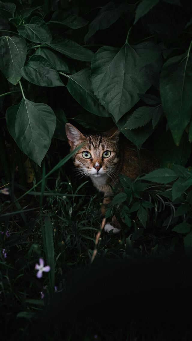 1290x2796 a cat in a bush -  iPhone Wallpaper