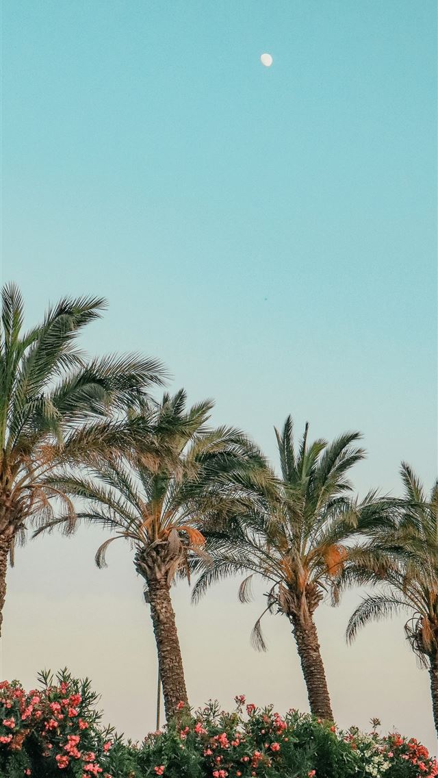 1290x2796 green palm trees under blue sky during daytime -  iPhone Wallpaper
