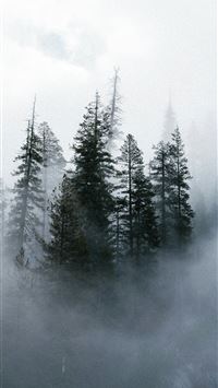 Misty evergreen forest with tall trees shrouded in... wallpaper