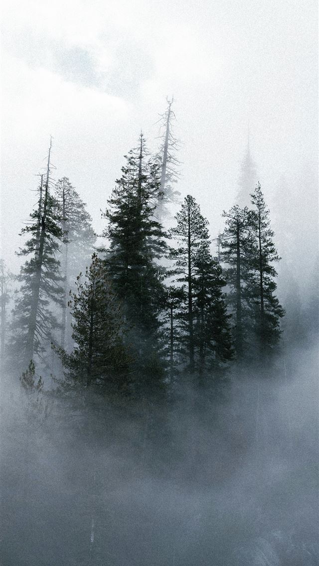 1290x2796 Misty evergreen forest with tall trees shrouded in... -  iPhone Wallpaper
