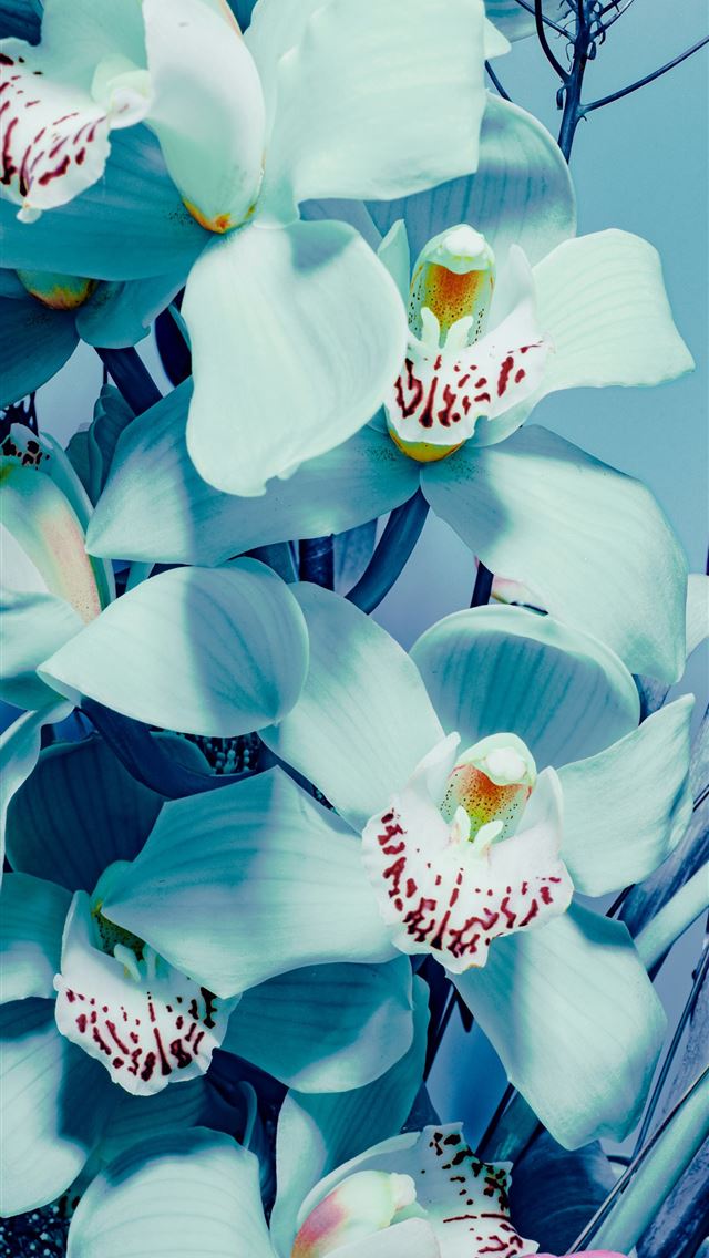 1290x2796 white and purple flower petals -  iPhone Wallpaper