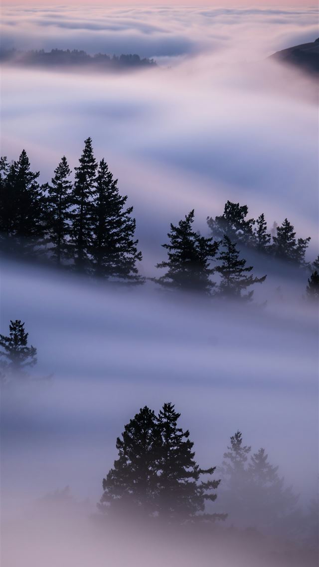 1290x2796 a foggy landscape with trees in the foreground -  iPhone Wallpaper