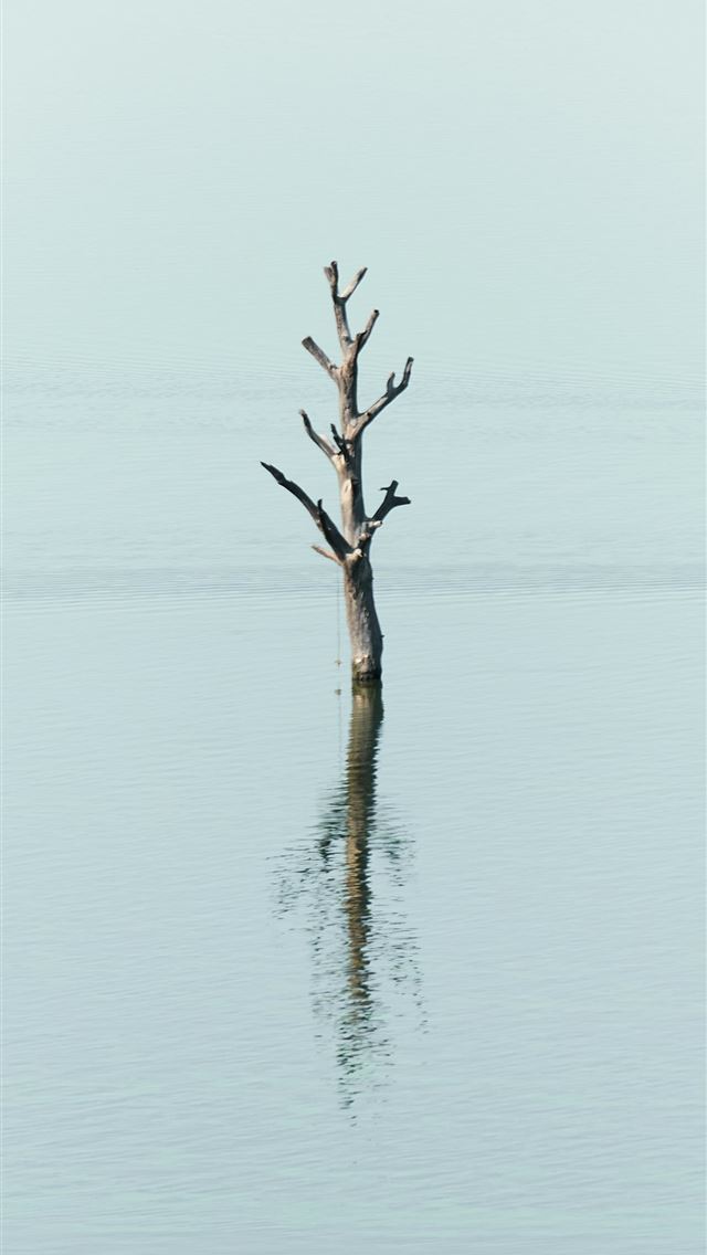 1290x2796 a bird flying over a body of water -  iPhone Wallpaper
