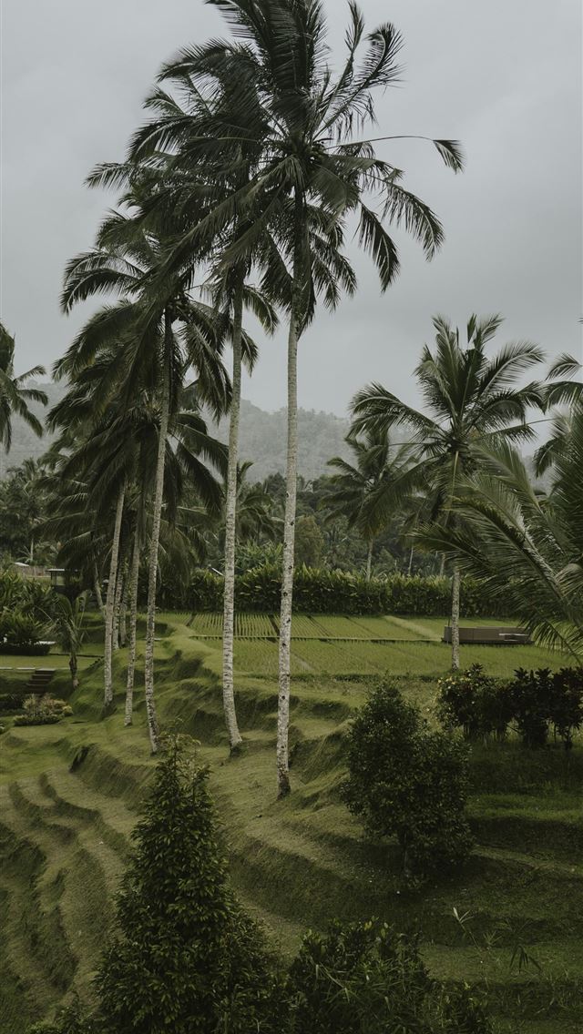 1290x2796 green palm trees under white clouds during daytime - palm trees iPhone Wallpaper