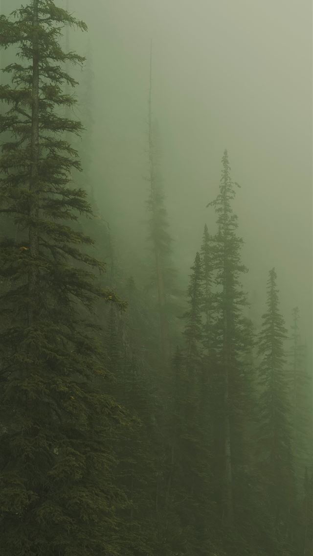 1290x2796 a foggy forest filled with lots of trees - earth iPhone Wallpaper