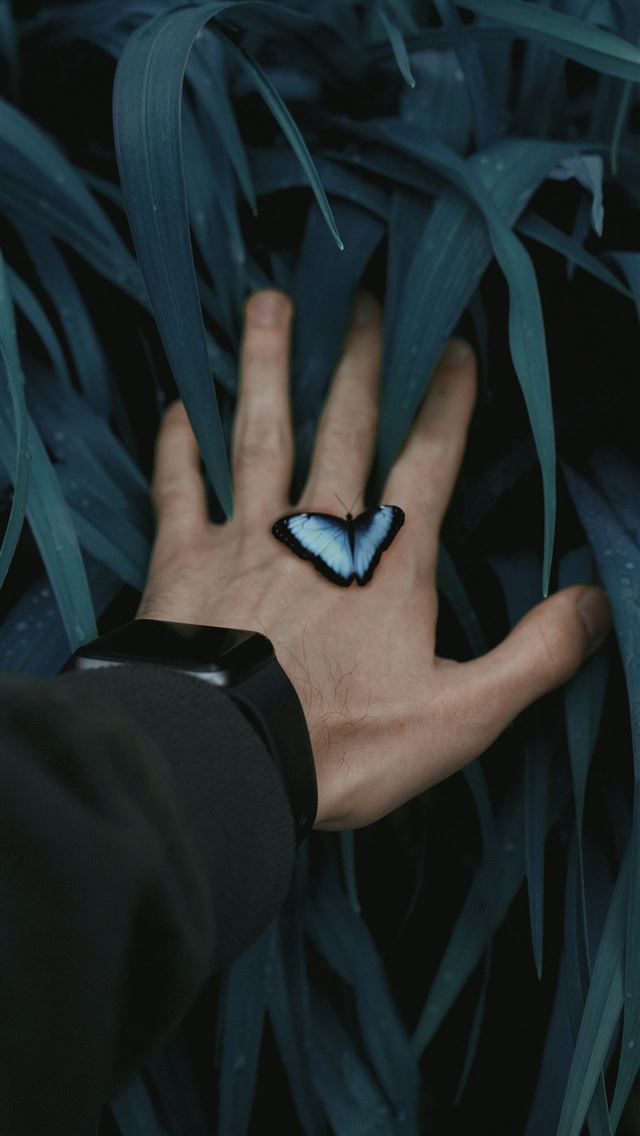 1290x2796 person wearing silver apple watch - blue iPhone Wallpaper