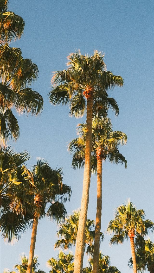 1290x2796 a group of palm trees with a blue sky in the backg... -  iPhone Wallpaper