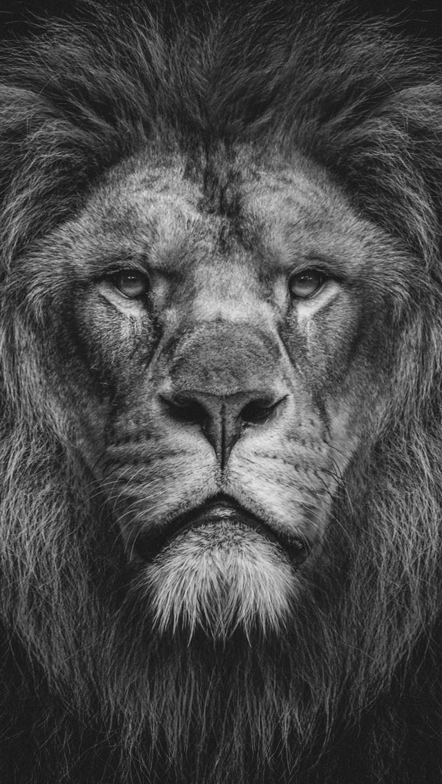 1290x2796 A majestic lion with a full mane stares intensely ... -  iPhone Wallpaper