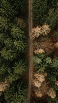 Aerial view of a forest path dividing trees wallpaper