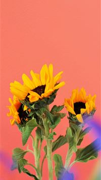 yellow sunflower in bloom during daytime wallpaper