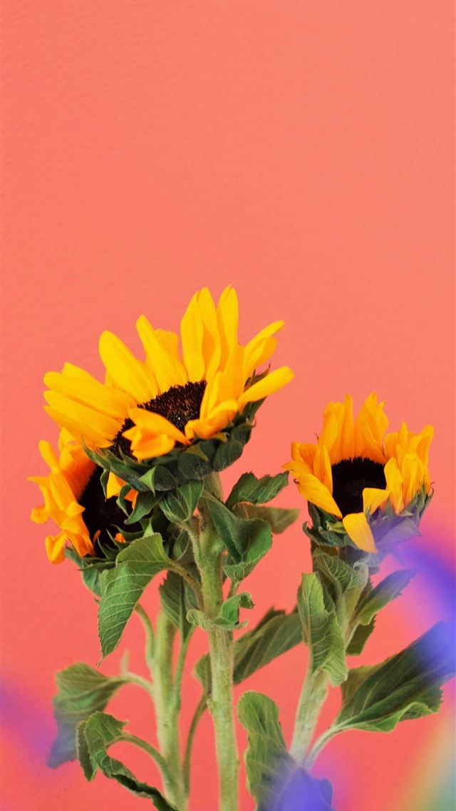 1290x2796 yellow sunflower in bloom during daytime - colorful iPhone Wallpaper
