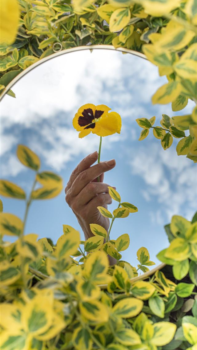 640x1136 person holding yellow flower under blue sky during... -  iPhone Wallpaper