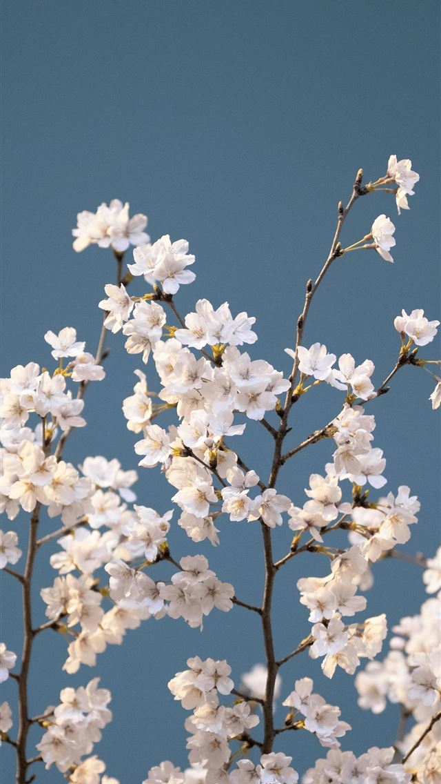 640x1136 a close up of a tree with white flowers -  iPhone Wallpaper