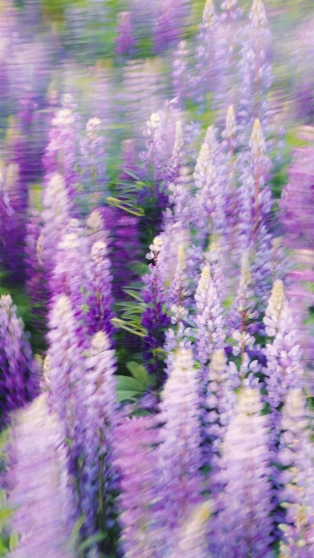 1290x2796 a field full of purple and white flowers -  iPhone Wallpaper