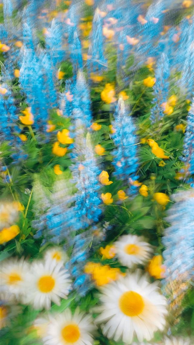 1290x2796 a bunch of blue and white flowers in a field -  iPhone Wallpaper
