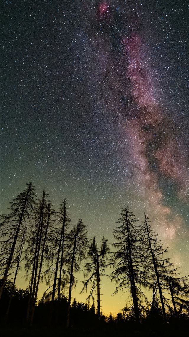 1290x2796 a night sky filled with stars and trees -  iPhone Wallpaper
