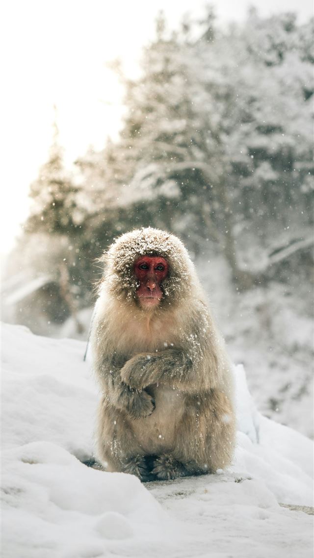 1290x2796 A snow monkey sits in a snowy forest - winter iPhone Wallpaper