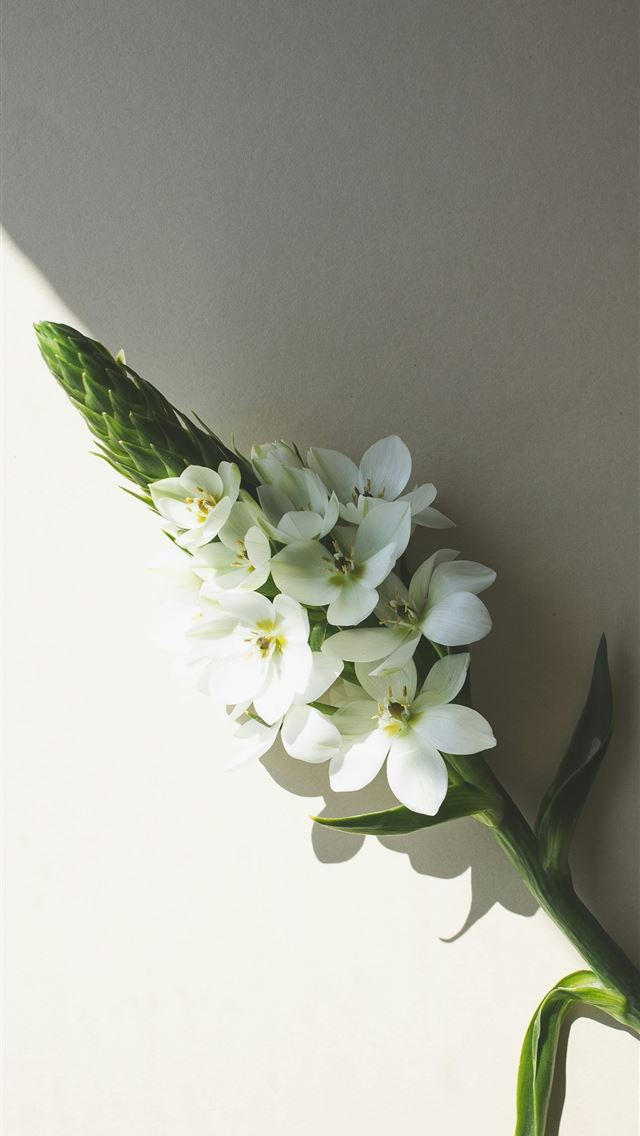 1290x2796 a white flower with green stems on a white surface - garden iPhone Wallpaper