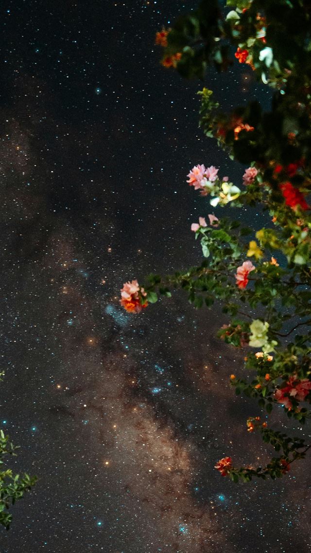 1290x2796 Milky way galaxy visible through trees at night  - galaxy iPhone Wallpaper
