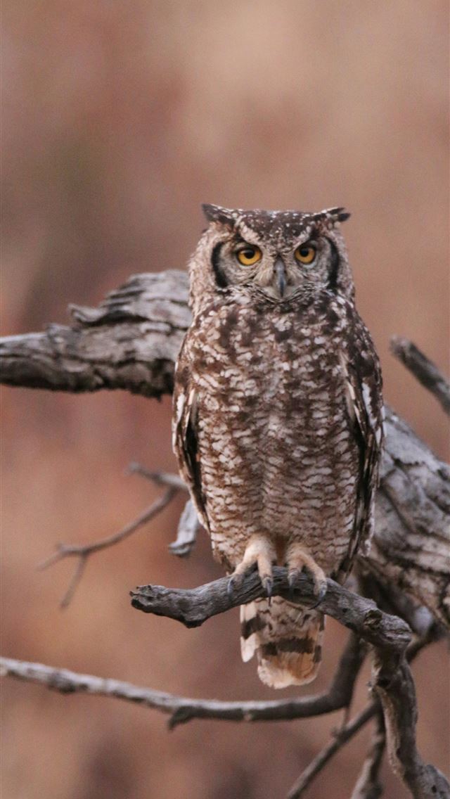 1290x2796 brown owl perching on branch - owl iPhone Wallpaper