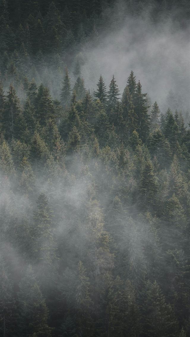 1290x2796 a forest filled with lots of trees covered in fog -  iPhone Wallpaper