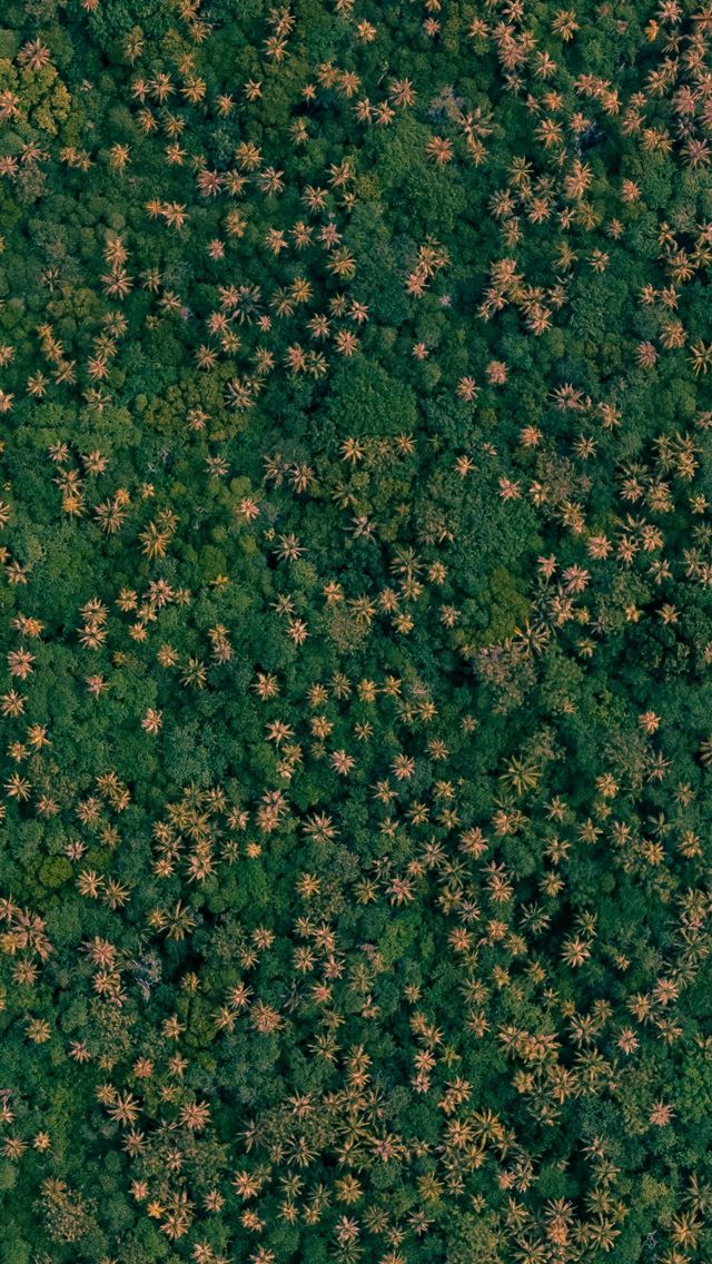 1290x2796 Aerial view of a dense forest with scattered palm ... - summer iPhone Wallpaper