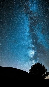 silhouette photography of tree wallpaper