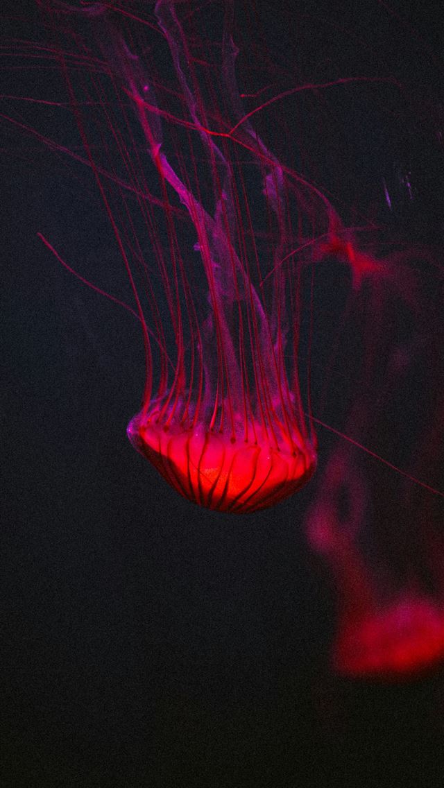 1290x2796 a red jelly floating in the dark water -  iPhone Wallpaper