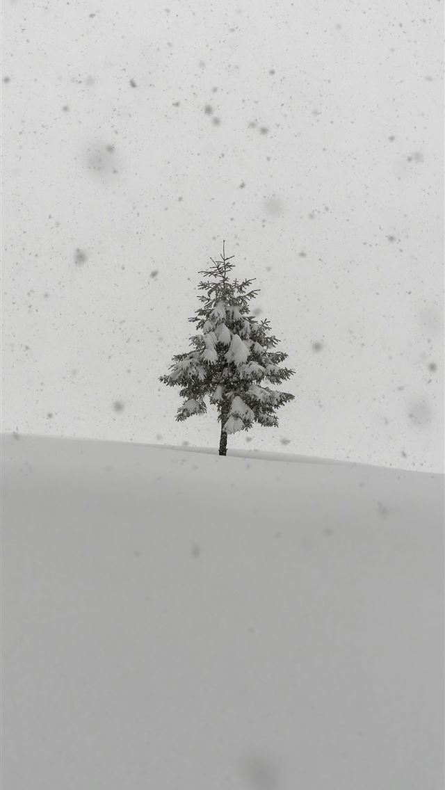 1290x2796 a lone tree in the middle of a snowy field - winter iPhone Wallpaper