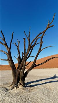 a dead tree in the middle of a desert wallpaper