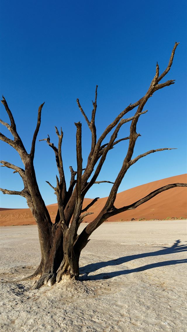 1290x2796 a dead tree in the middle of a desert -  iPhone Wallpaper