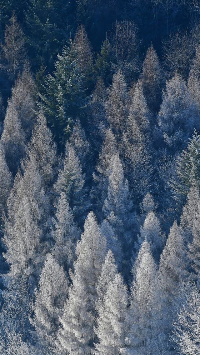1290x2796 Frost covered evergreen trees in a dense forest  - pattern iPhone Wallpaper