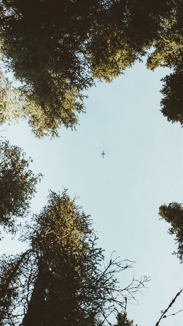 1290x2796 low angle photography of green trees under blue sk... -  iPhone Wallpaper