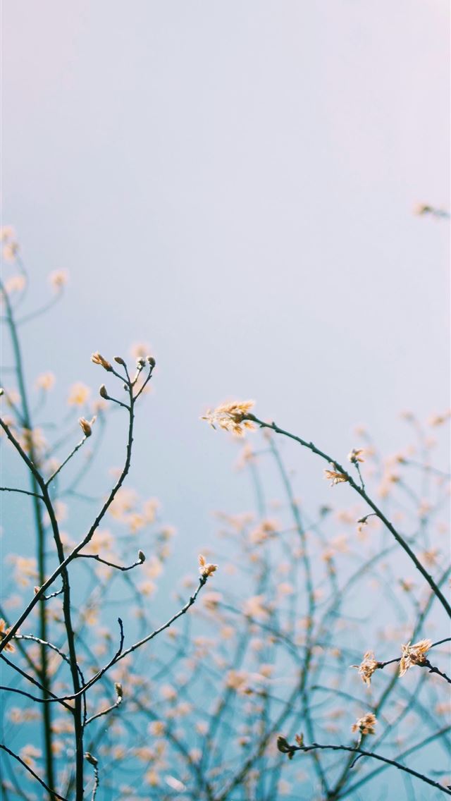 1290x2796 a branch with white flowers against a blue sky -  iPhone Wallpaper