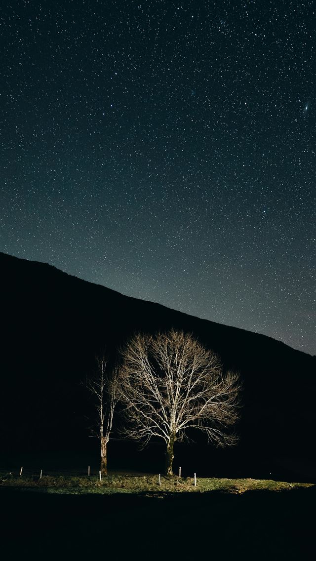 1290x2796 Two bare trees under a starry night sky -  iPhone Wallpaper