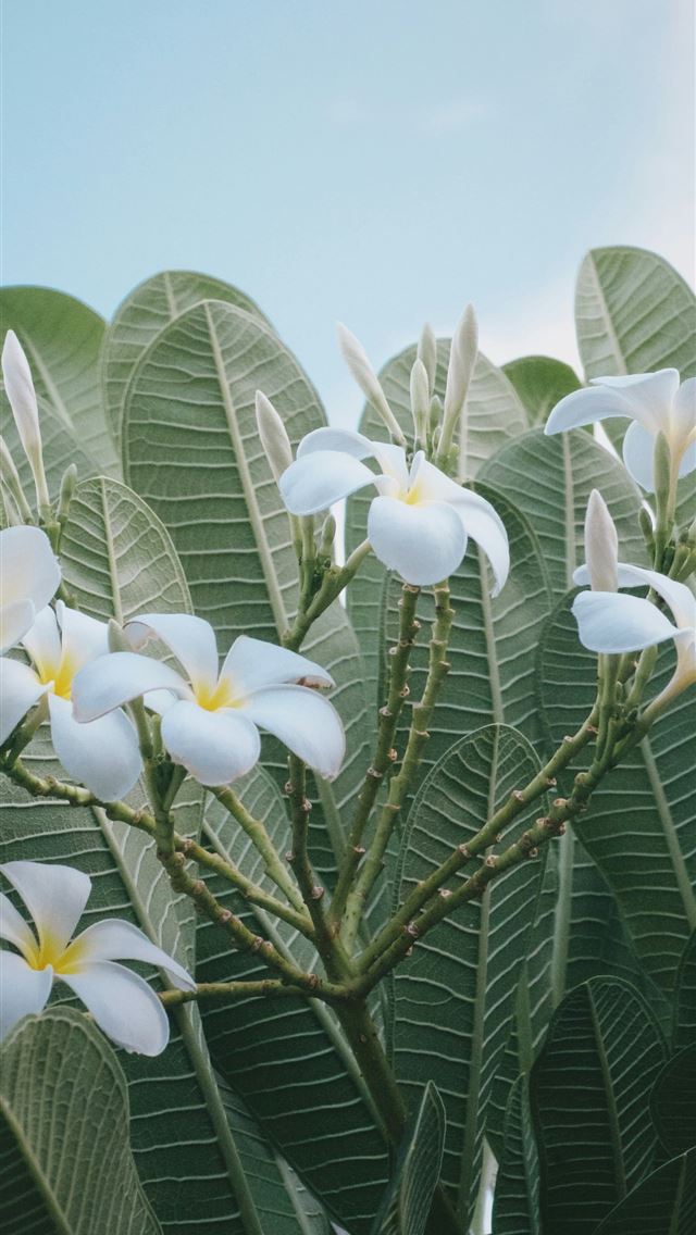 1290x2796 a bunch of flowers that are on a tree -  iPhone Wallpaper