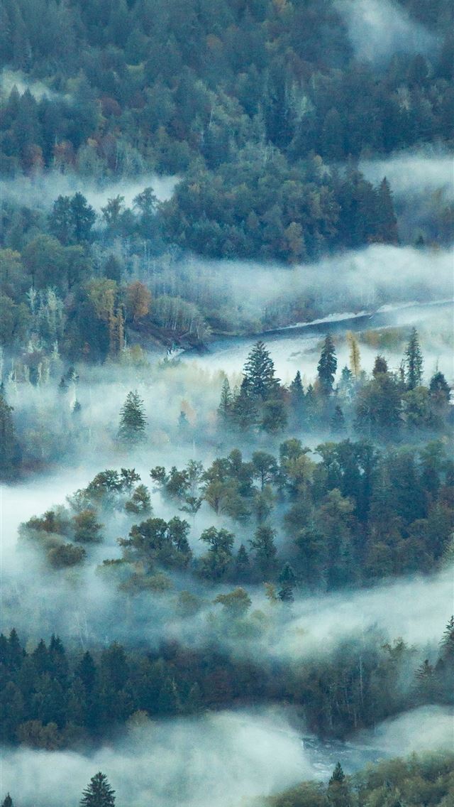 1290x2796 foggy weather of forest -  iPhone Wallpaper