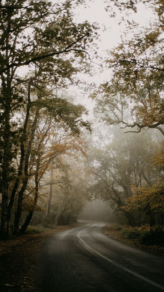 1290x2796 a road surrounded by trees in the middle of a fore... -  iPhone Wallpaper