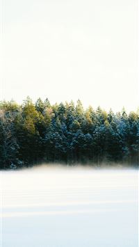 Snowy forest with mist rising from the ground wallpaper