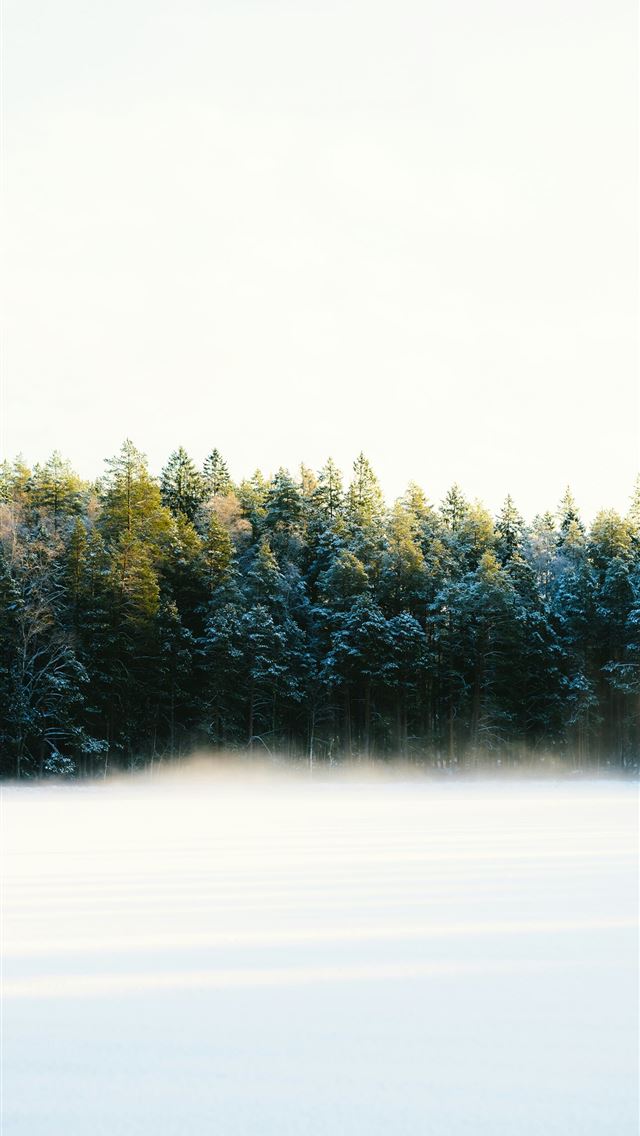 1290x2796 Snowy forest with mist rising from the ground -  iPhone Wallpaper
