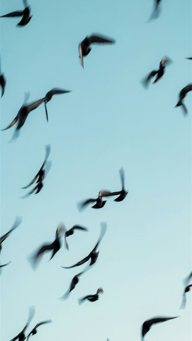 1290x2796 A flock of birds flying against a clear sky -  iPhone Wallpaper