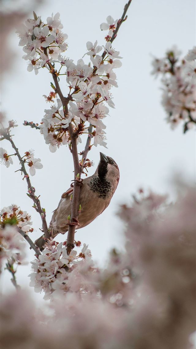 1290x2796 brown and white bird perched on white flower -  iPhone Wallpaper