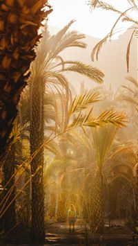 a group of palm trees in a park wallpaper