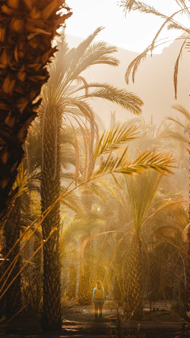 1290x2796 a group of palm trees in a park -  iPhone Wallpaper