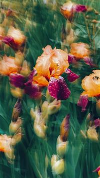 a bunch of flowers that are in the grass wallpaper