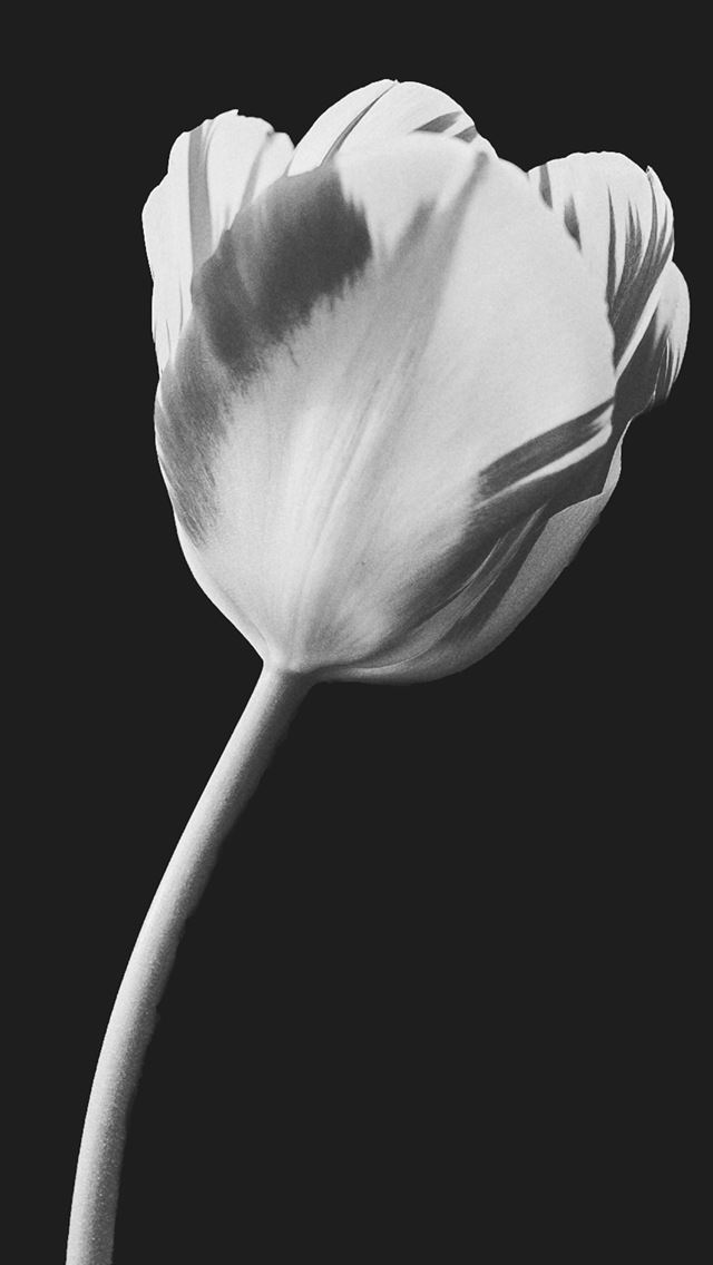 1290x2796 a black and white photo of a single flower -  iPhone Wallpaper