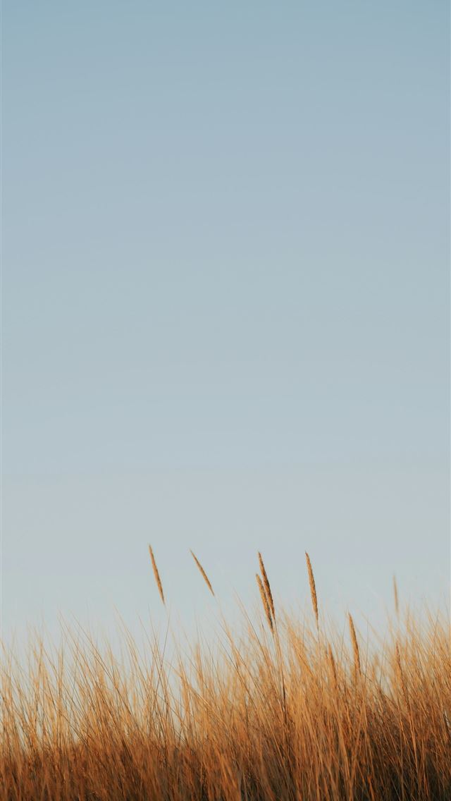 1290x2796 Tall dry grass against a clear blue sky - field iPhone Wallpaper