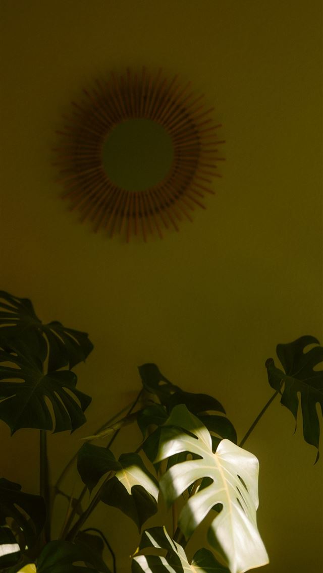 1290x2796 a plant in a room with a mirror on the wall -  iPhone Wallpaper